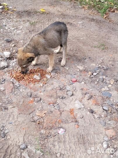 Щенки дворняги