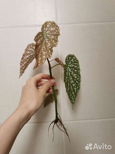 Бегония макулата