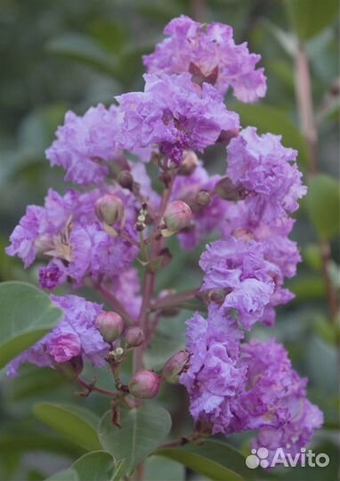 Лагерстремия