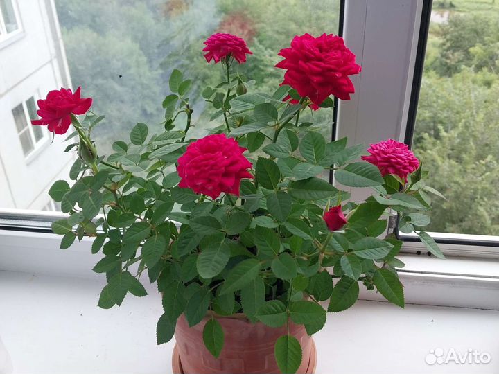 Роза комнатная домашняя