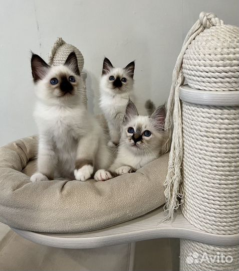 Котята священная бирма