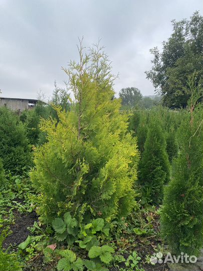 Туя золотистая