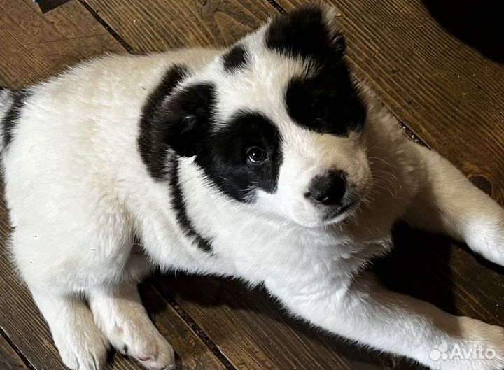 Щенки сао алабай