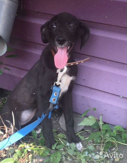 Собаки бесплатно