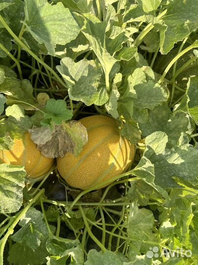 Дыня эфиопка