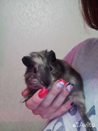 Морская свинка бесплатно