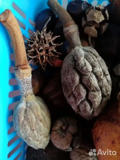 Каштаны, магнолия, можжевельник и пр