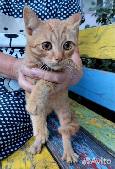 Рыжий котенок в дар