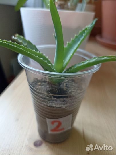 Алоэ столетник