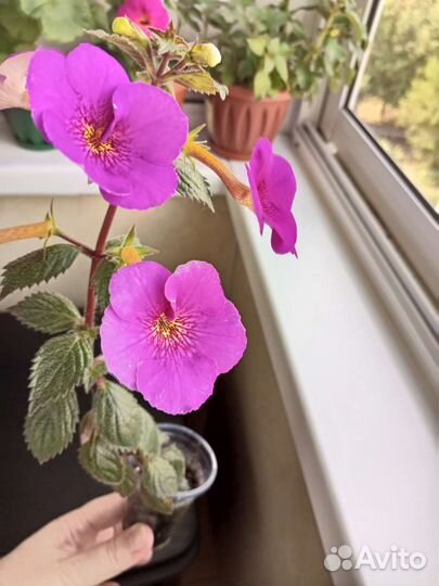 Продам цветы комнатные Ахименесы