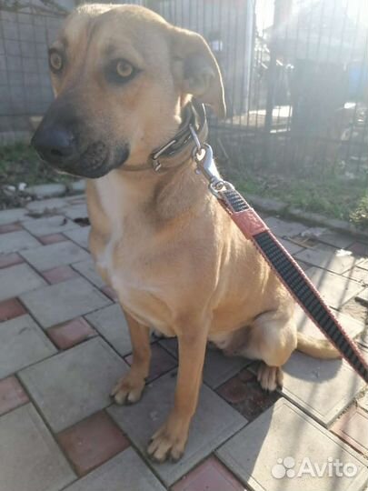 Молодая собака в добрые руки