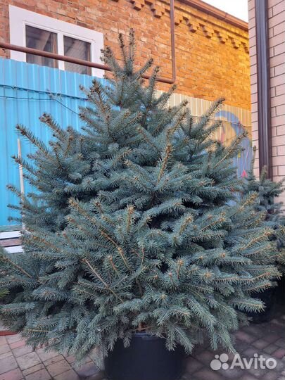 Ели живые