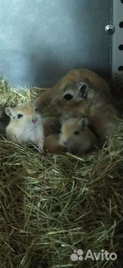 Монгольская песчанка и африканские