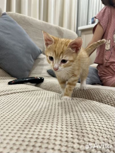Котенок в добрые руки