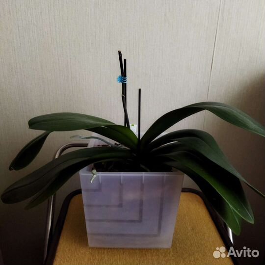 Орхидея Тихий шторм