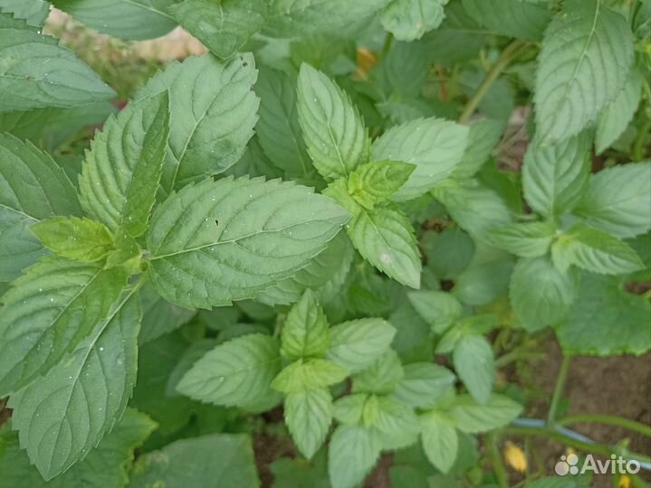 Мята сортовая