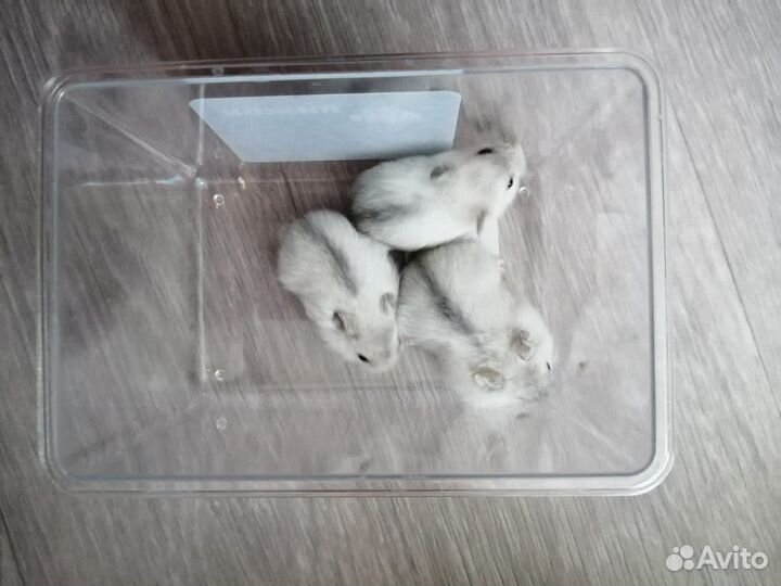 Джунгарский хомяк