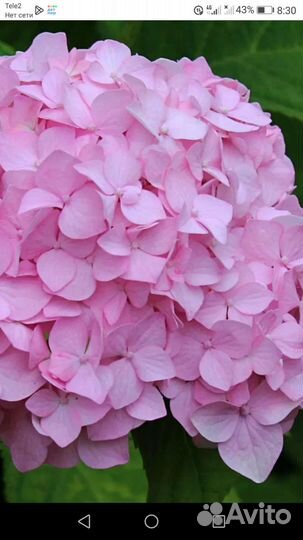 Гортензия розовая