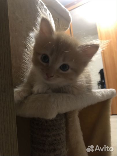 Домашние, рыжие котята