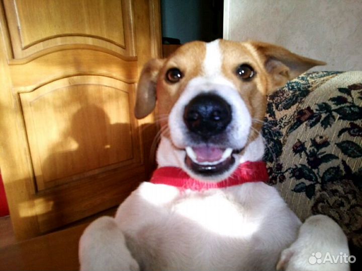 Вязка джек рассел терьер