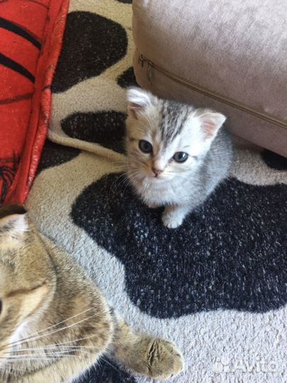 Британские