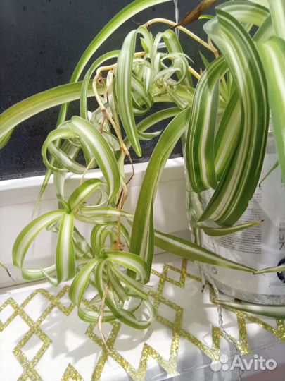 Хлорофитум бесплатно