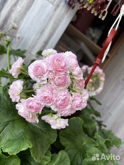 Пеларгония та-Эммануэль