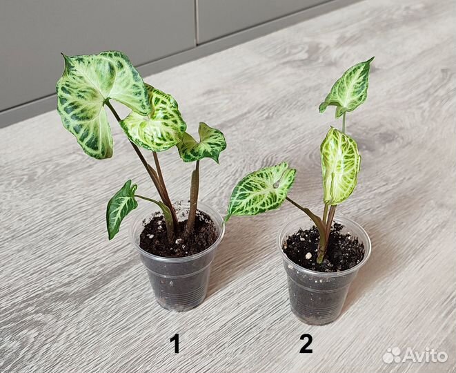 Сингониумы