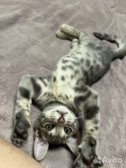 Бенгальская кошечка