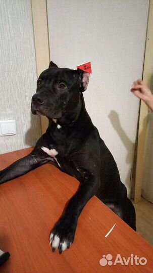 Вязка Ам Стаффа