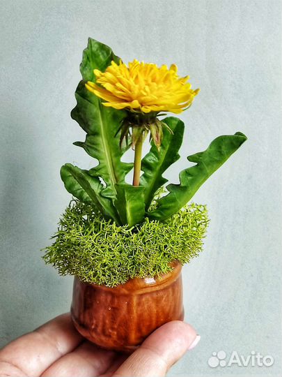 Миниатюрные одуванчики