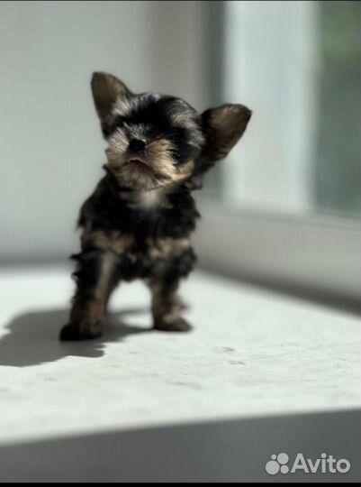 Йоркширский терьер мини