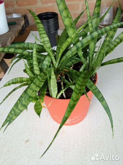 Сансевиерия