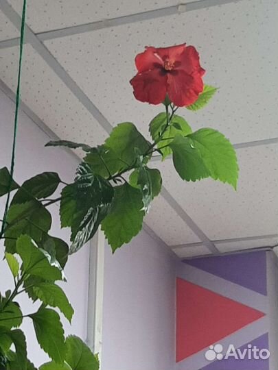 Домашние цветы