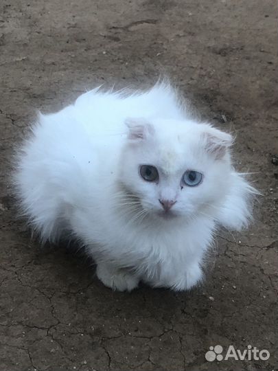 Шотланский котенок