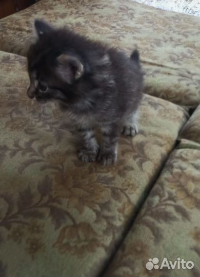 Отдам в добрые руки