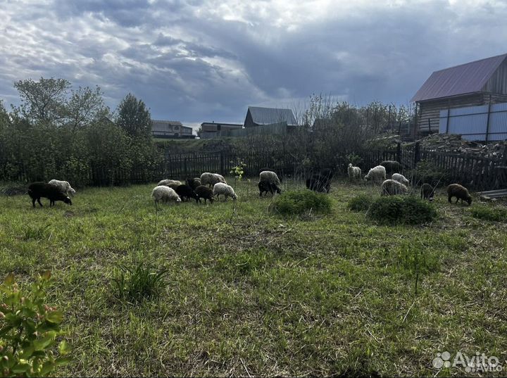 Овцы бараны