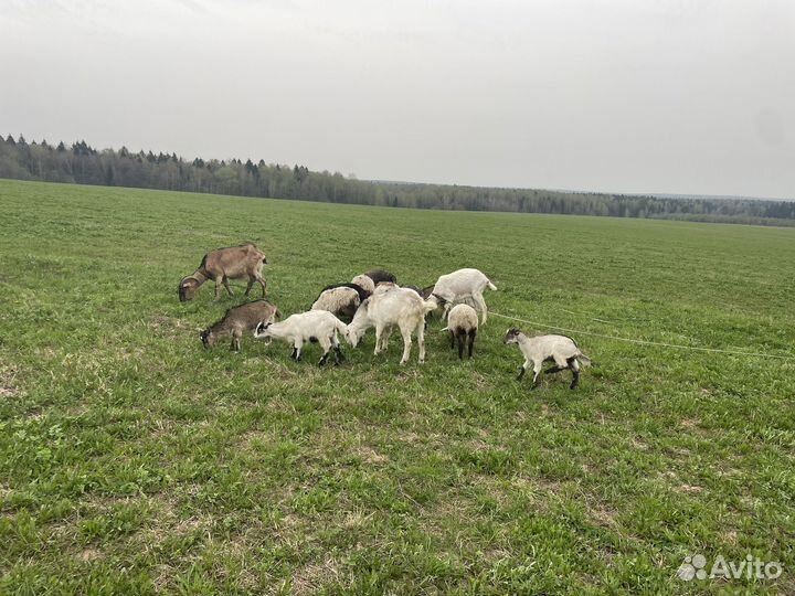 Коза и баран