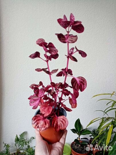 Эсхинантус. Кордилина. Ирезине. Сциндапсус