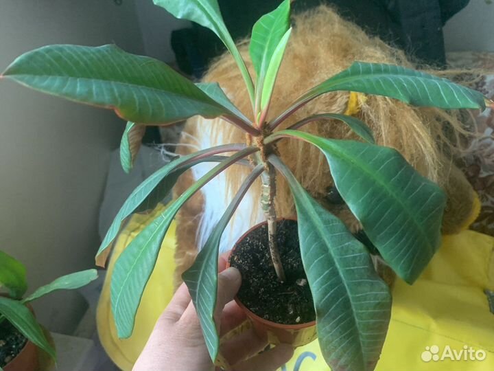 Домашние растения