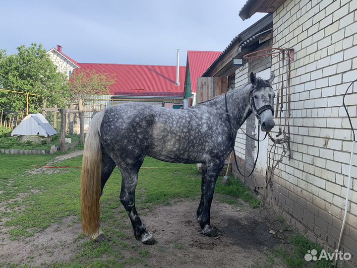 Орловская кобыла