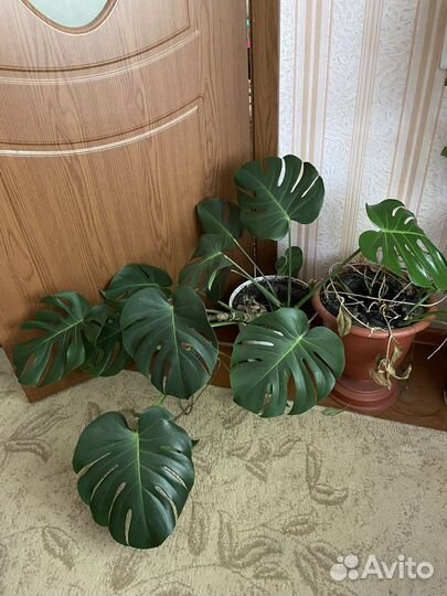 Цветы комнатные