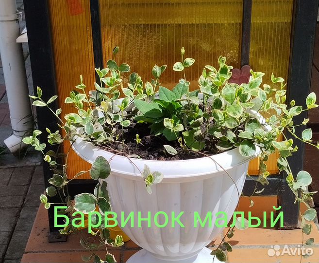 Цветы из своего сада