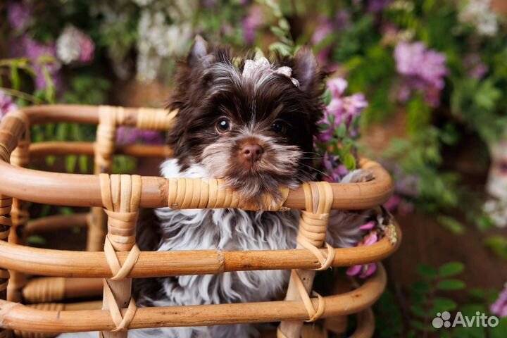 Шикарная девочка Биро цветной Йорк