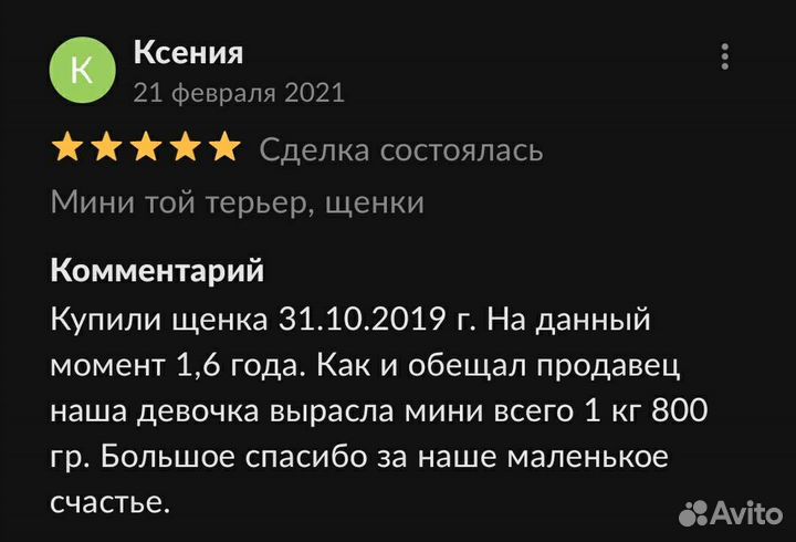 Мини той-терьер щенки