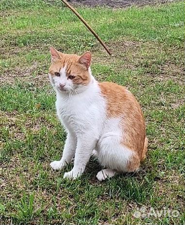 Отдам молодого кота в добрые руки