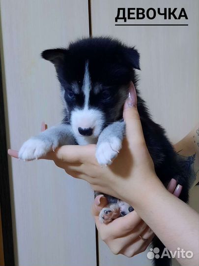 Щенки хаски