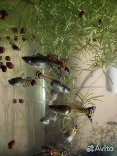 Аквариумные рыбки гуппи