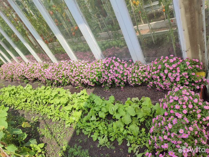 Астры бордюрные(альпийские),многолетние