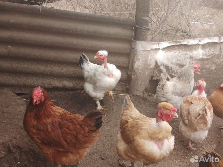 Яйцо на инкубацию